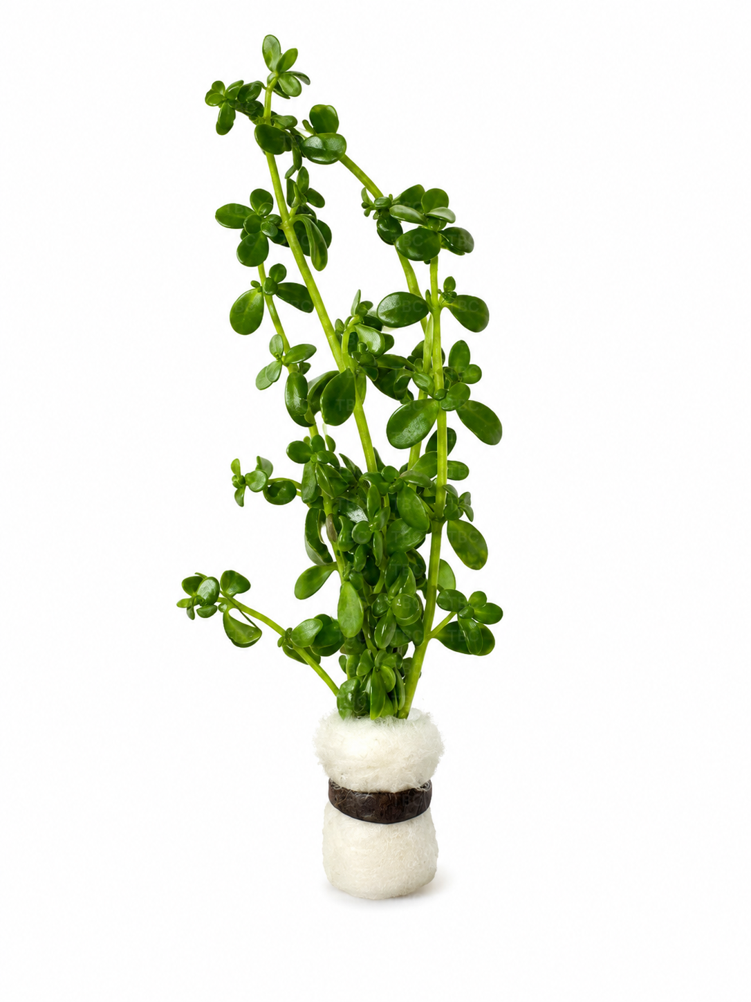 Bacopa monnieri (Baby Tears)