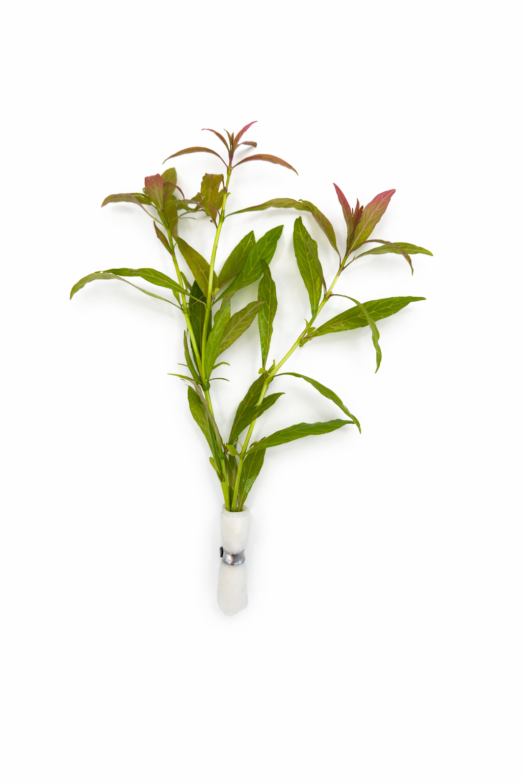 Hygrophila polysperma 'Rosanervig'