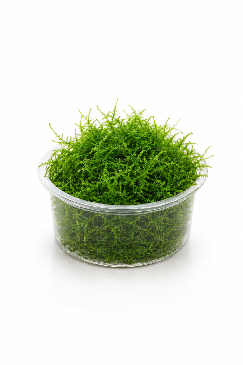 Taxiphyllum barbieri (Java Moss)