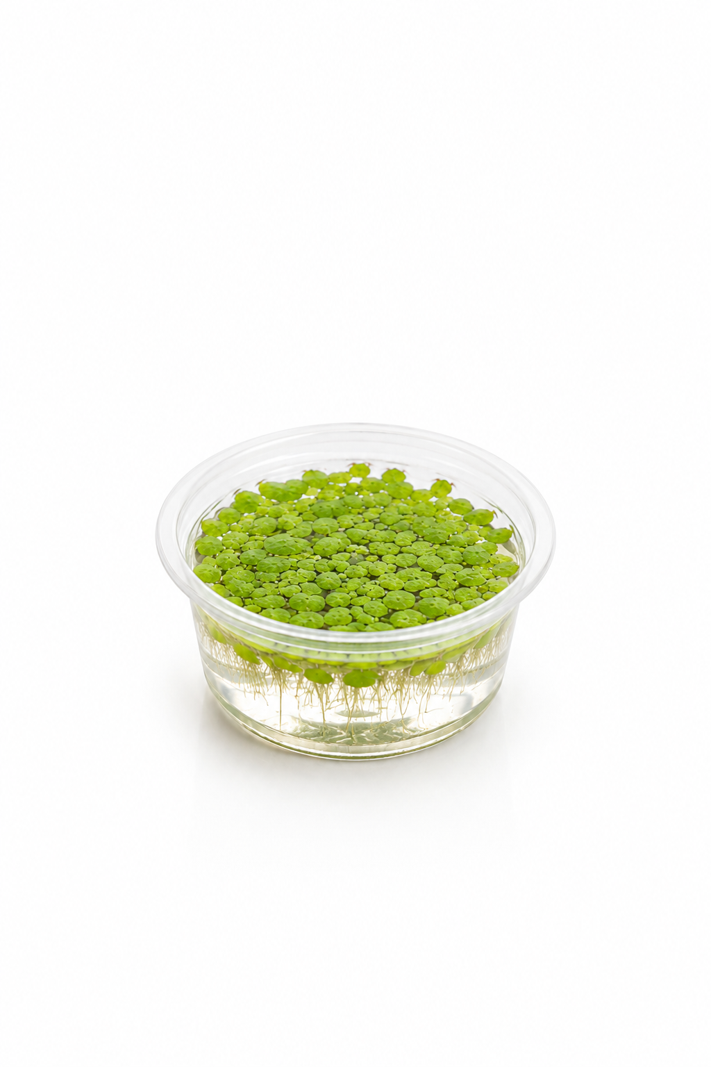 Lemna minor (Duckweed)