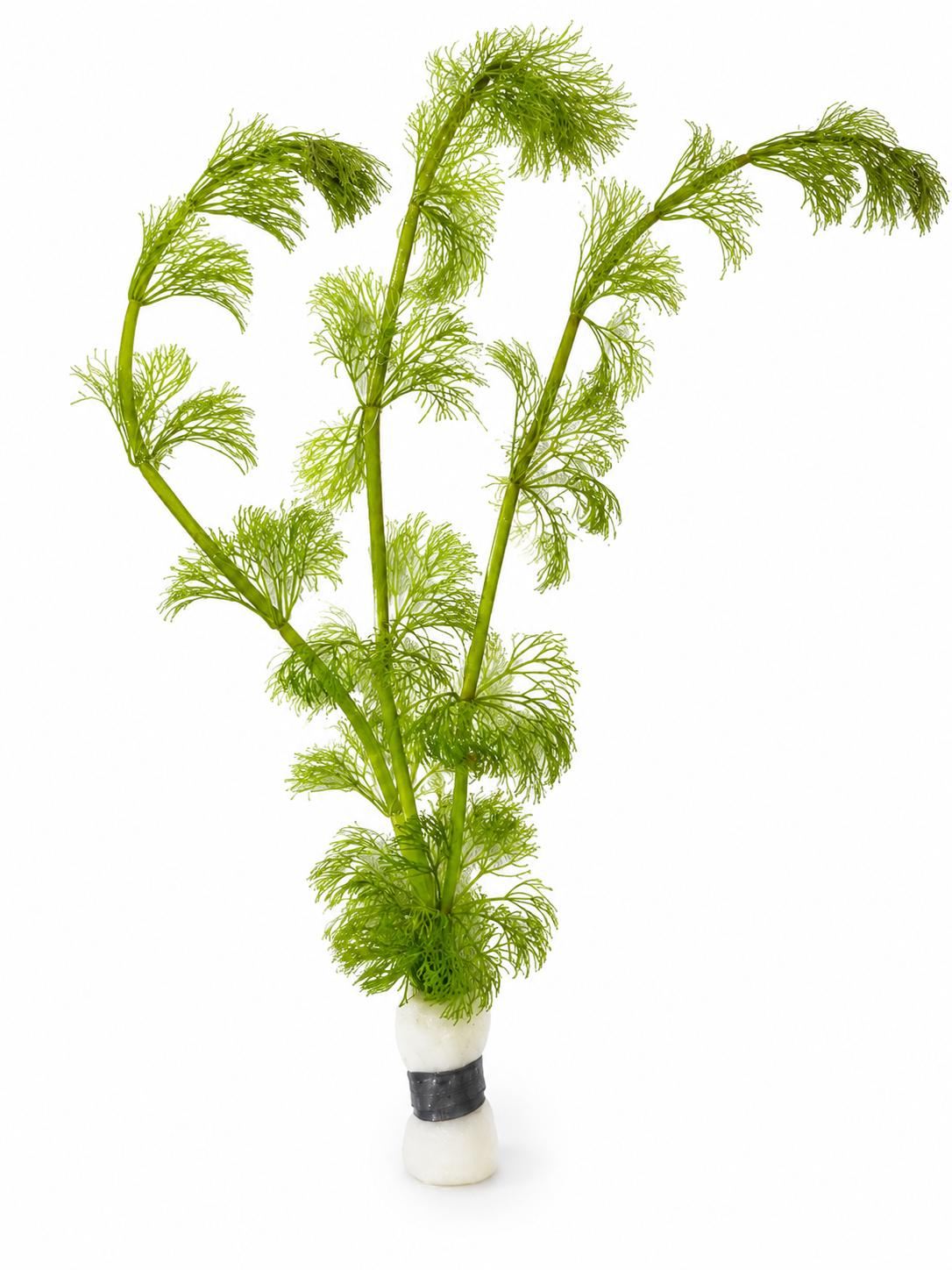 Limnophila sessiliflora (Ambulia)