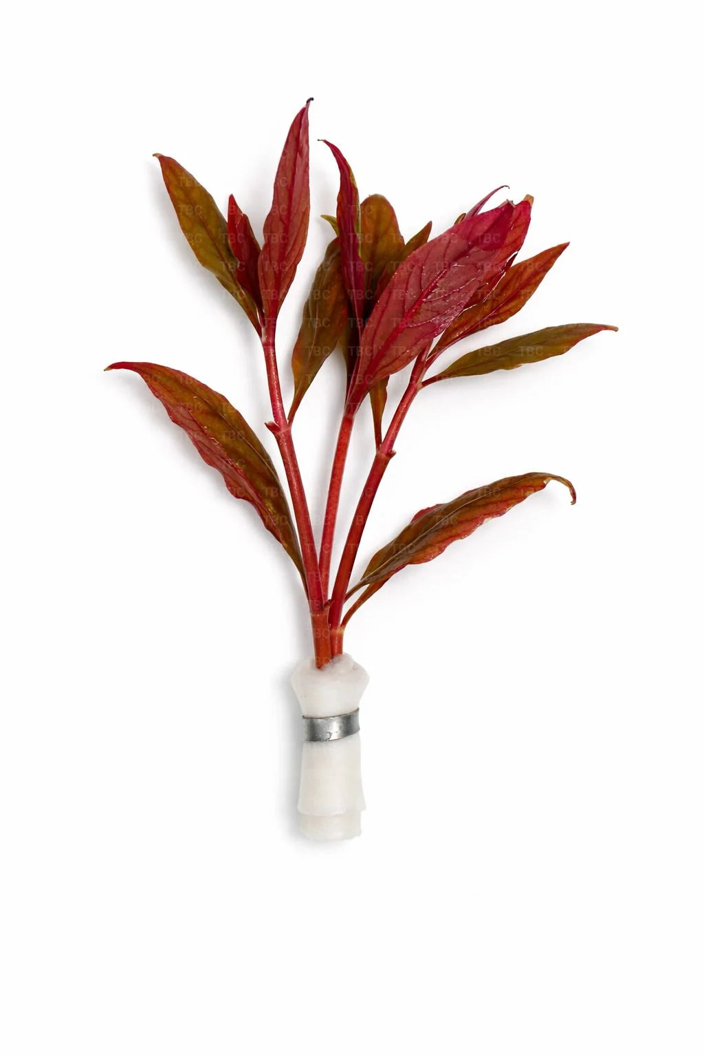 Alternanthera reinecki (True AR) - Emersed