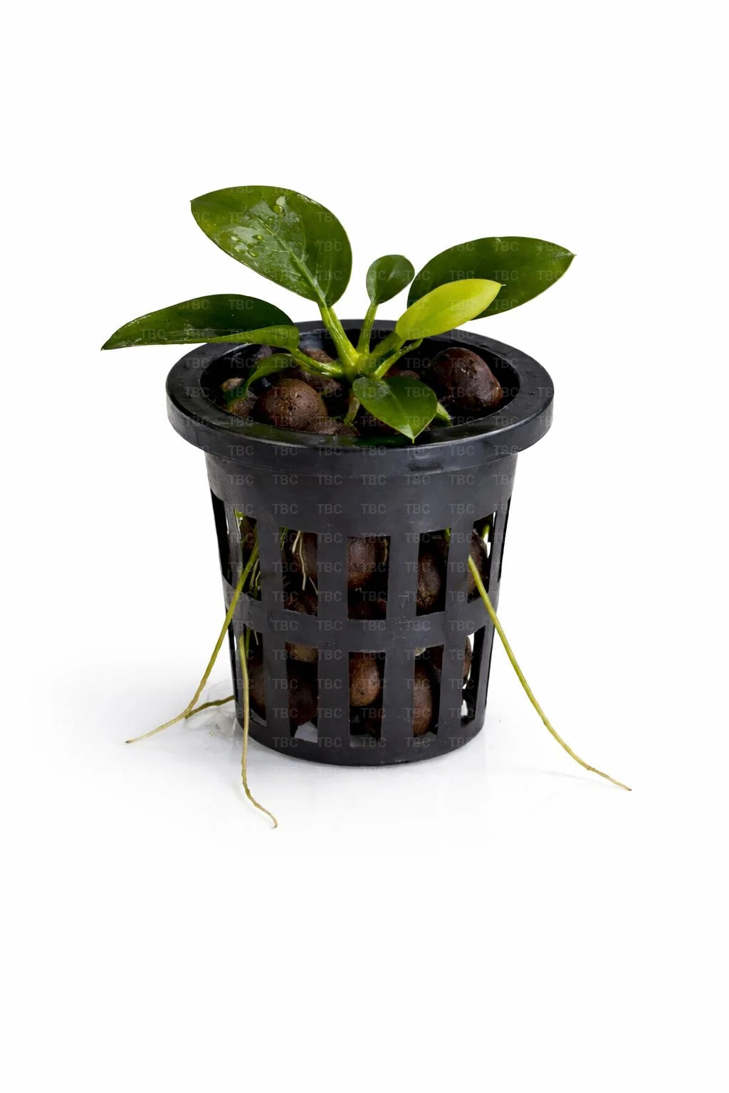 Anubias barteri var. nana - Potted