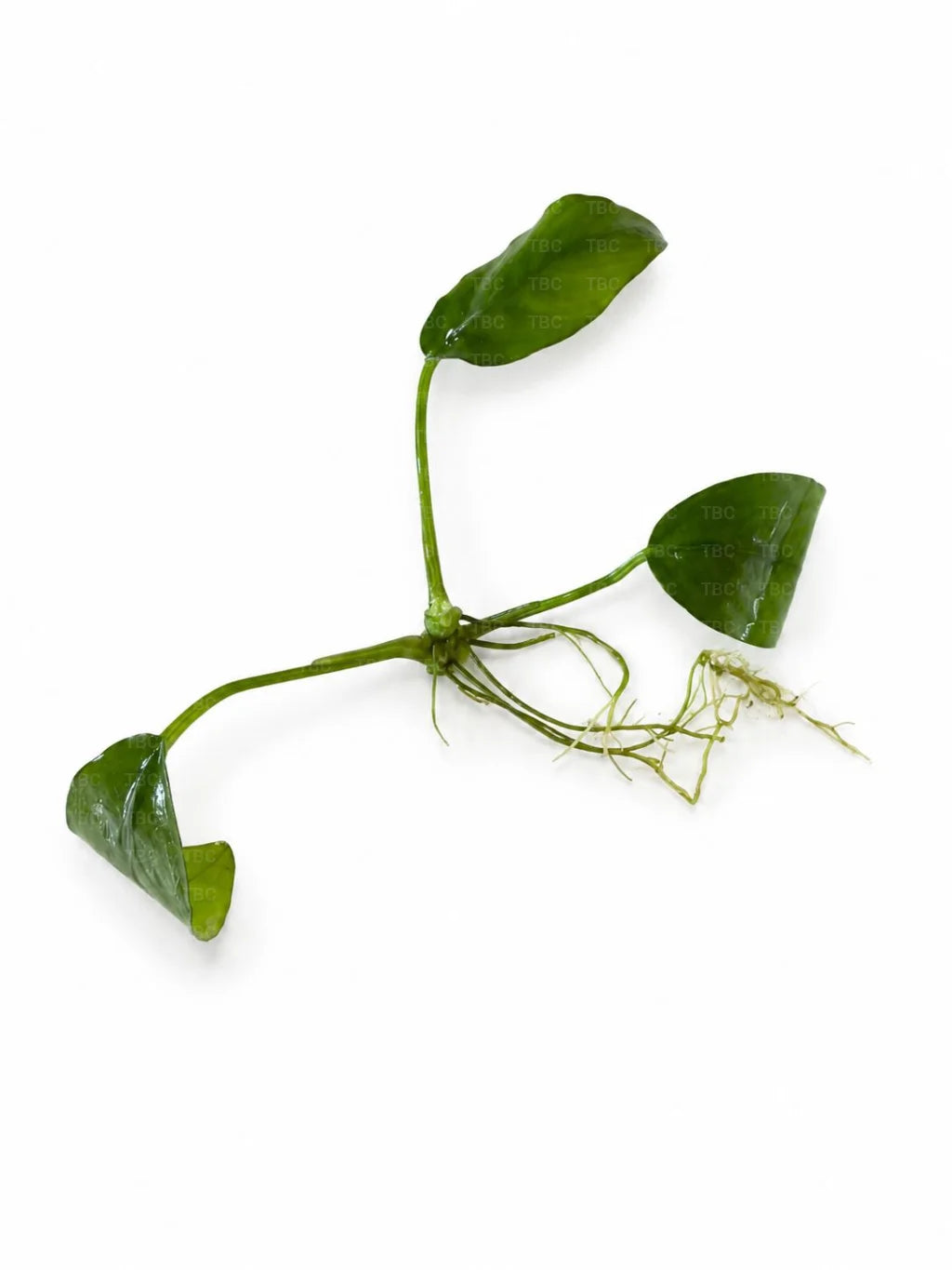 Anubias barteri var. nana - Small Cutting