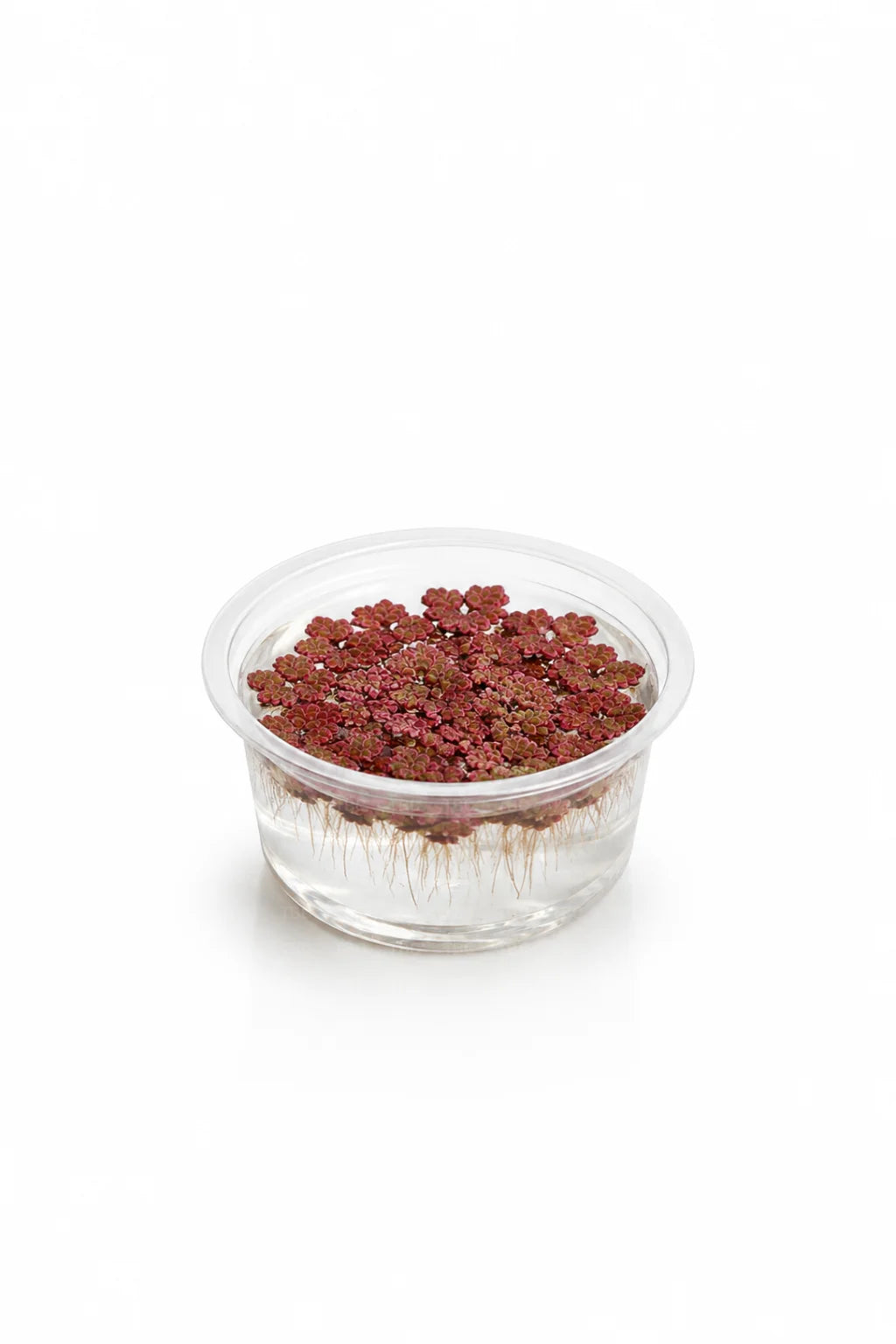 Azolla rubra (Red Azolla) - Small