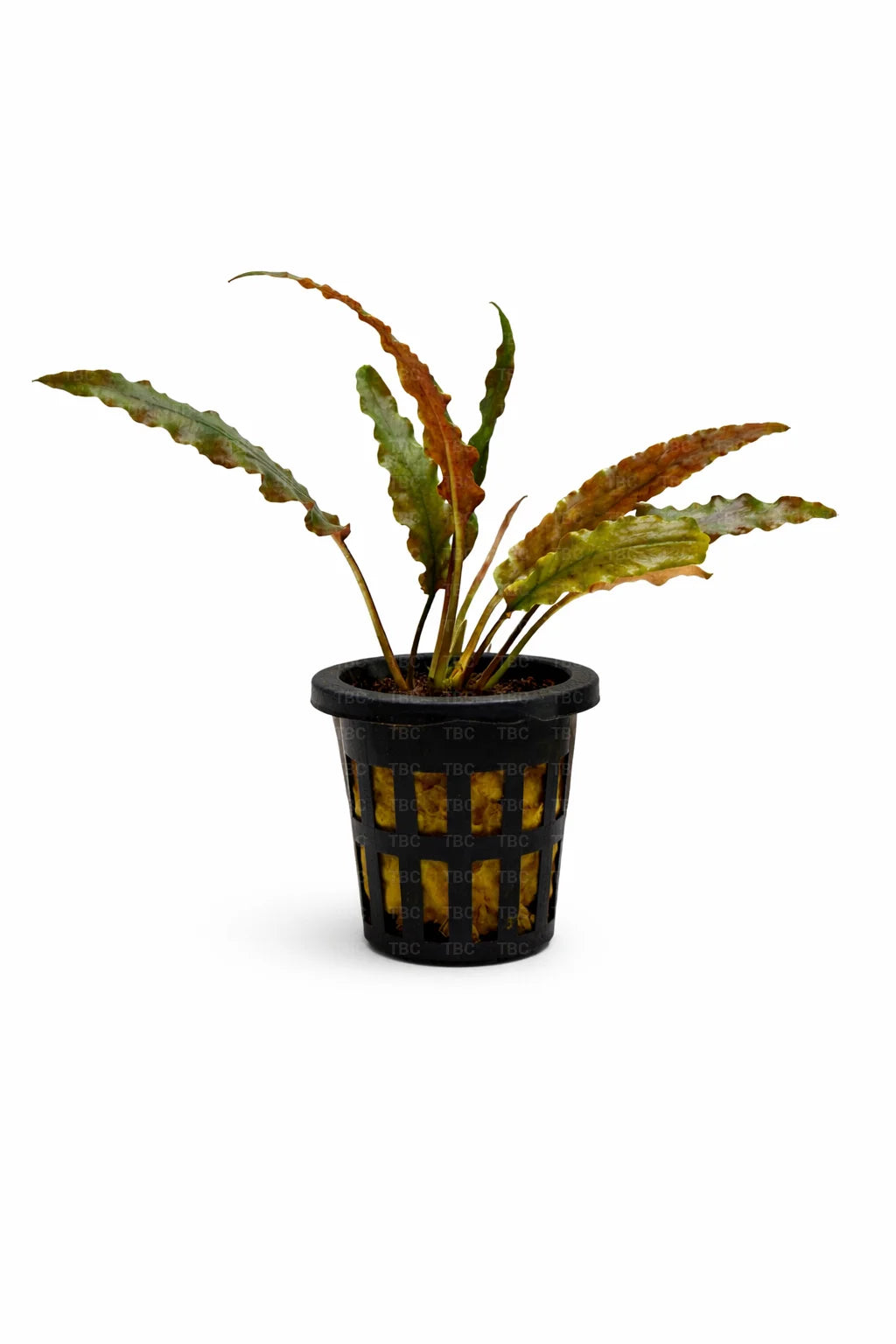 Cryptocoryne wendtii ‘Brown’ - Potted