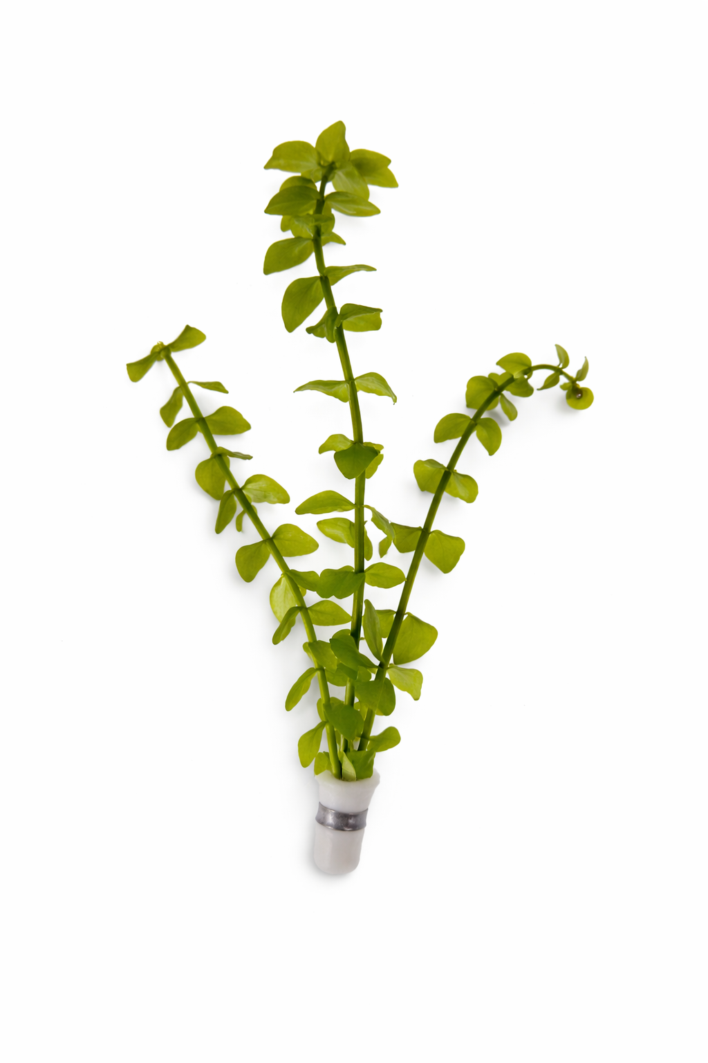 Bacopa caroliniana (Lemon Bacopa)