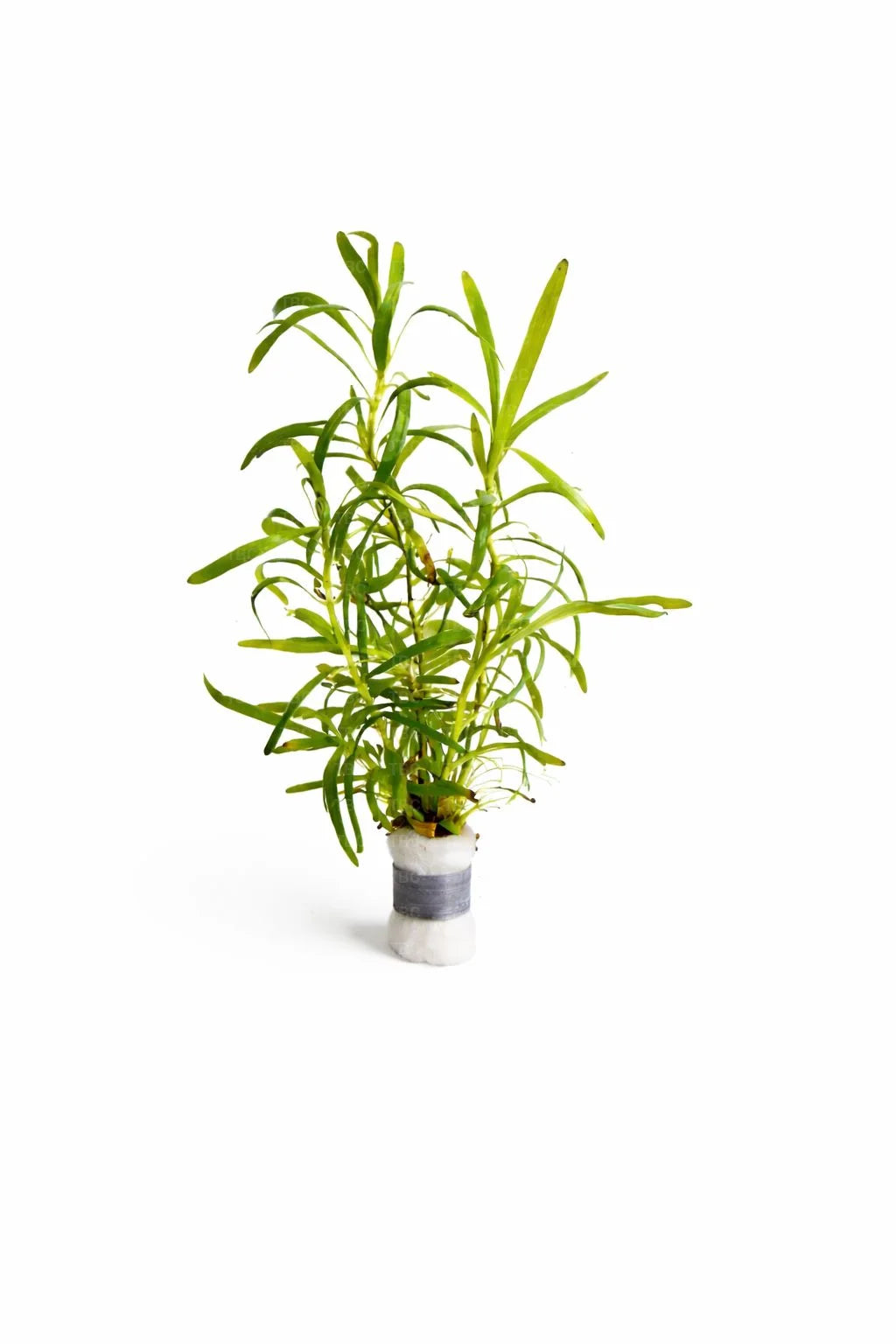 Heteranthera zosterifolia (Stargrass) - Emersed