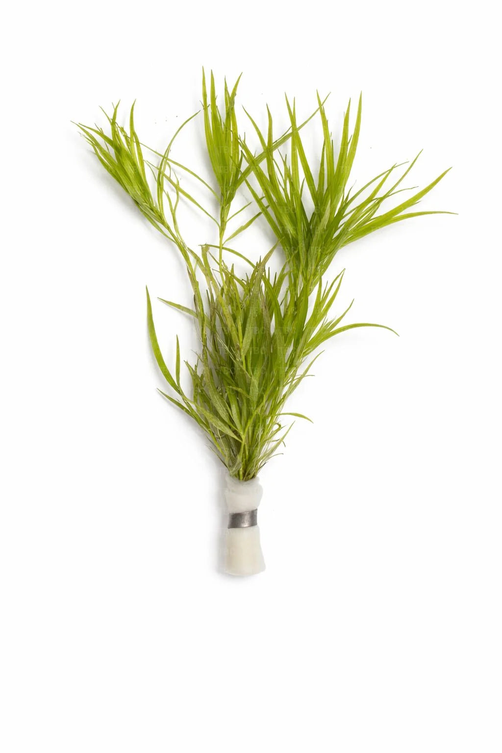 Heteranthera zosterifolia (Stargrass) - Submerged
