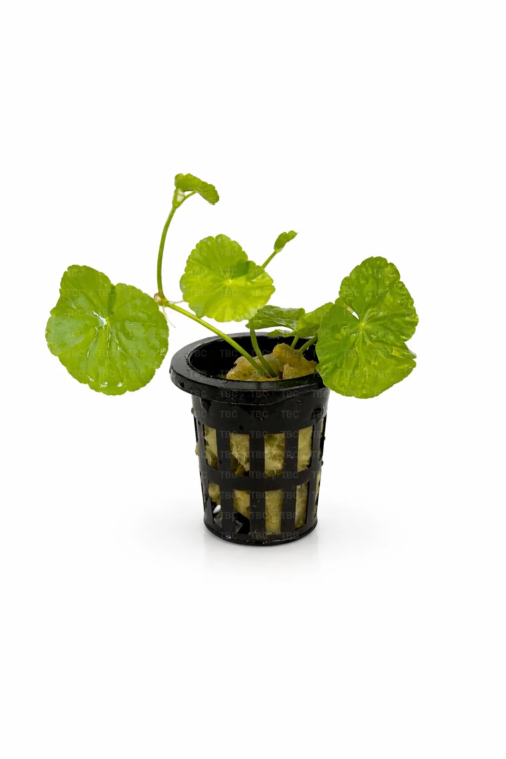 Hydrocotyle leucocephala (Brazilian Pennywort) - Potted