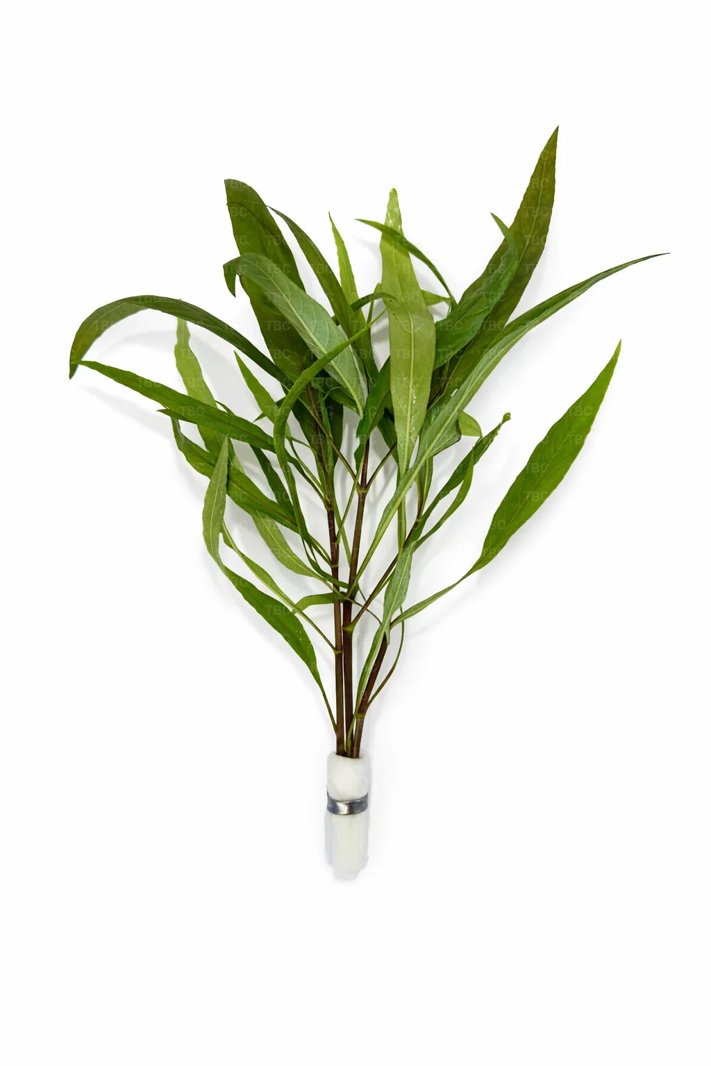 Hygrophila angustifolia (Willow Hygro) - Emersed