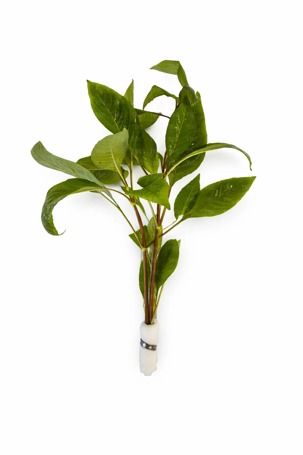 Hygrophila corymbosa (Cherry Leaf) - Emersed