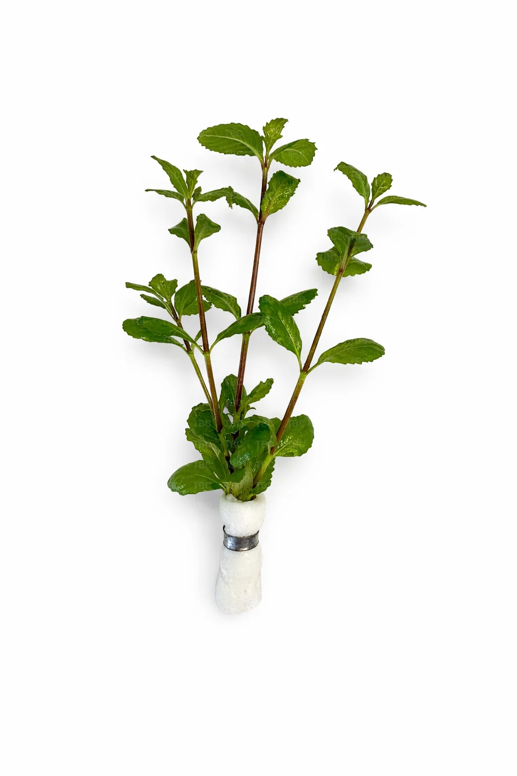 Hygrophila difformis (Water Wisteria) - Emersed