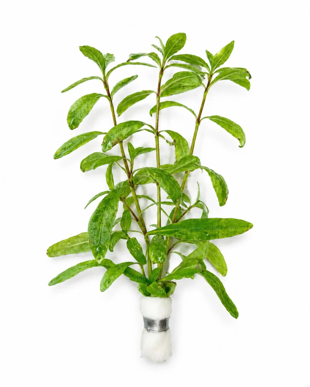 Hygrophila polysperma ’Tiger’ - Emersed
