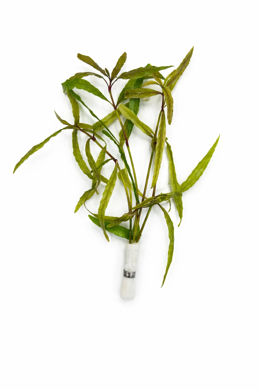 Hygrophila polysperma ’Tiger’ - Submerged