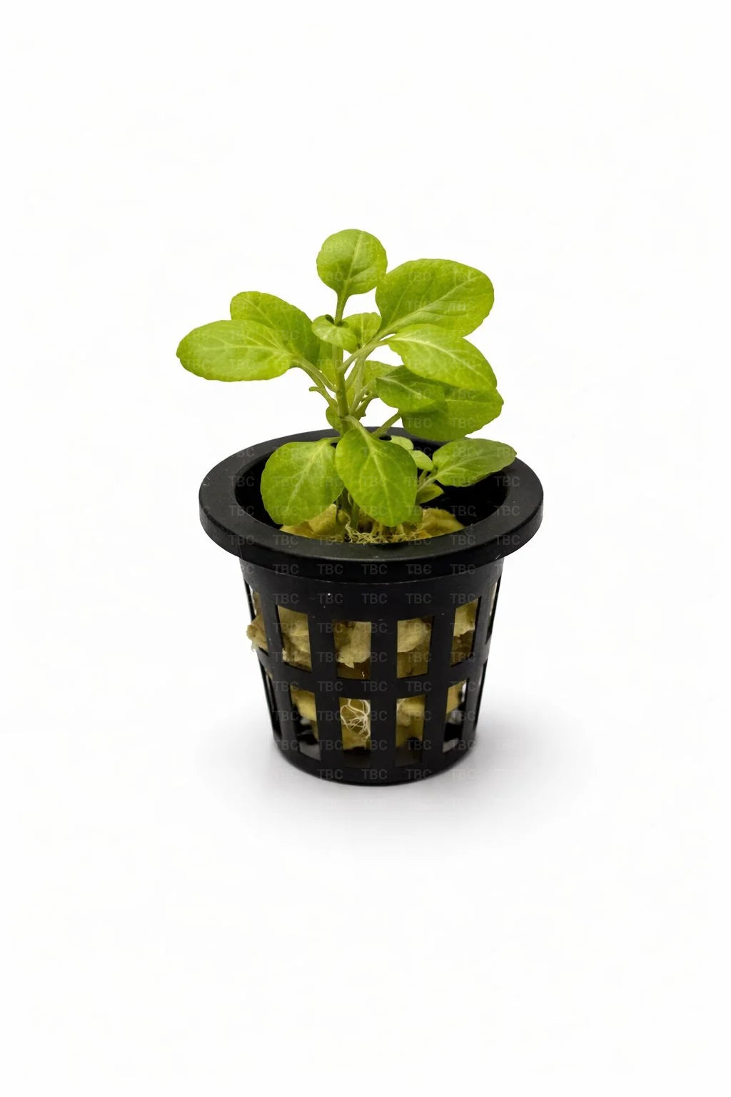 Lobelia cardinalis ’Mini’ - Potted