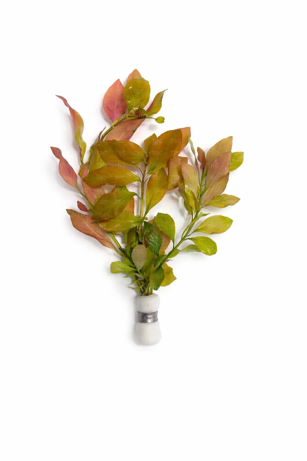 Ludwigia repens - Submerged
