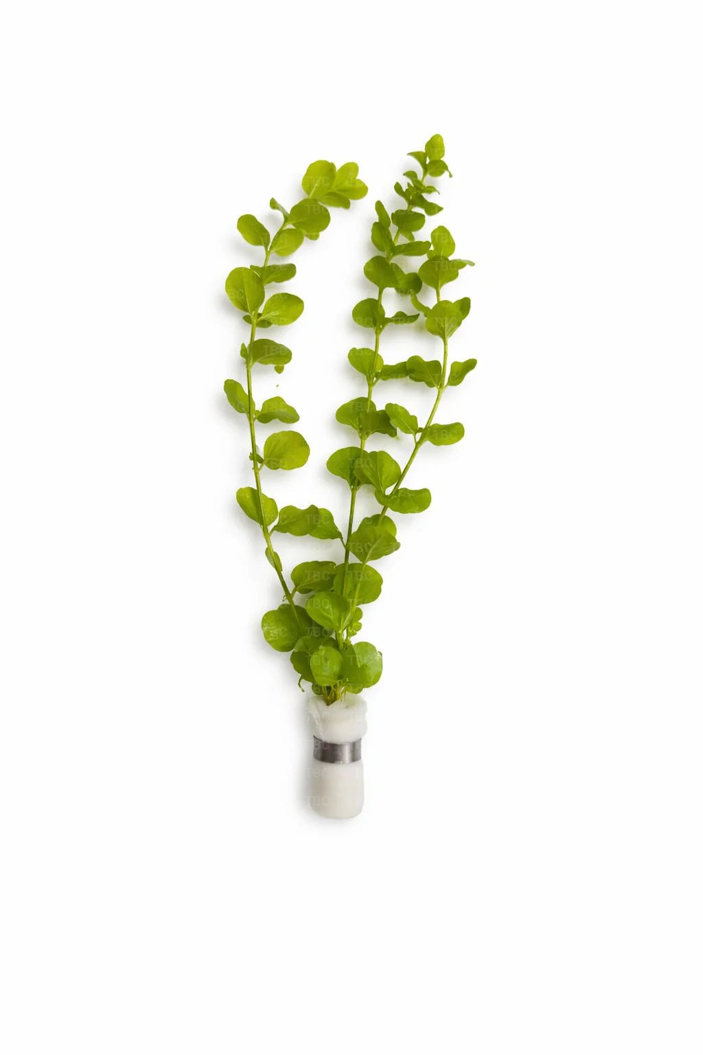 Lysimachia nummularia ’Aurea’ (Gold Moneywort) - Submerged