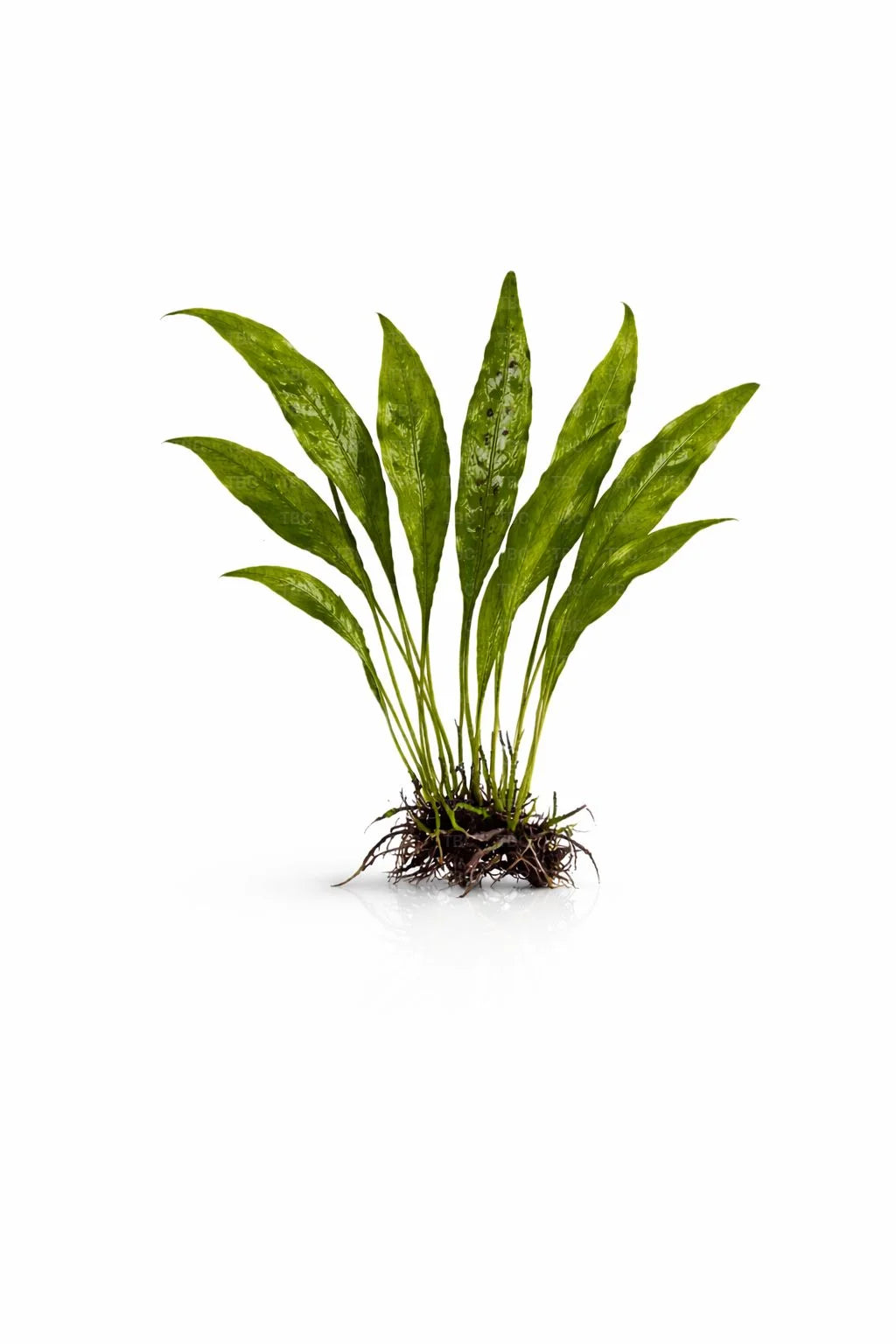 Microsorum pteropus (Broad Leaf Java Fern) - Large