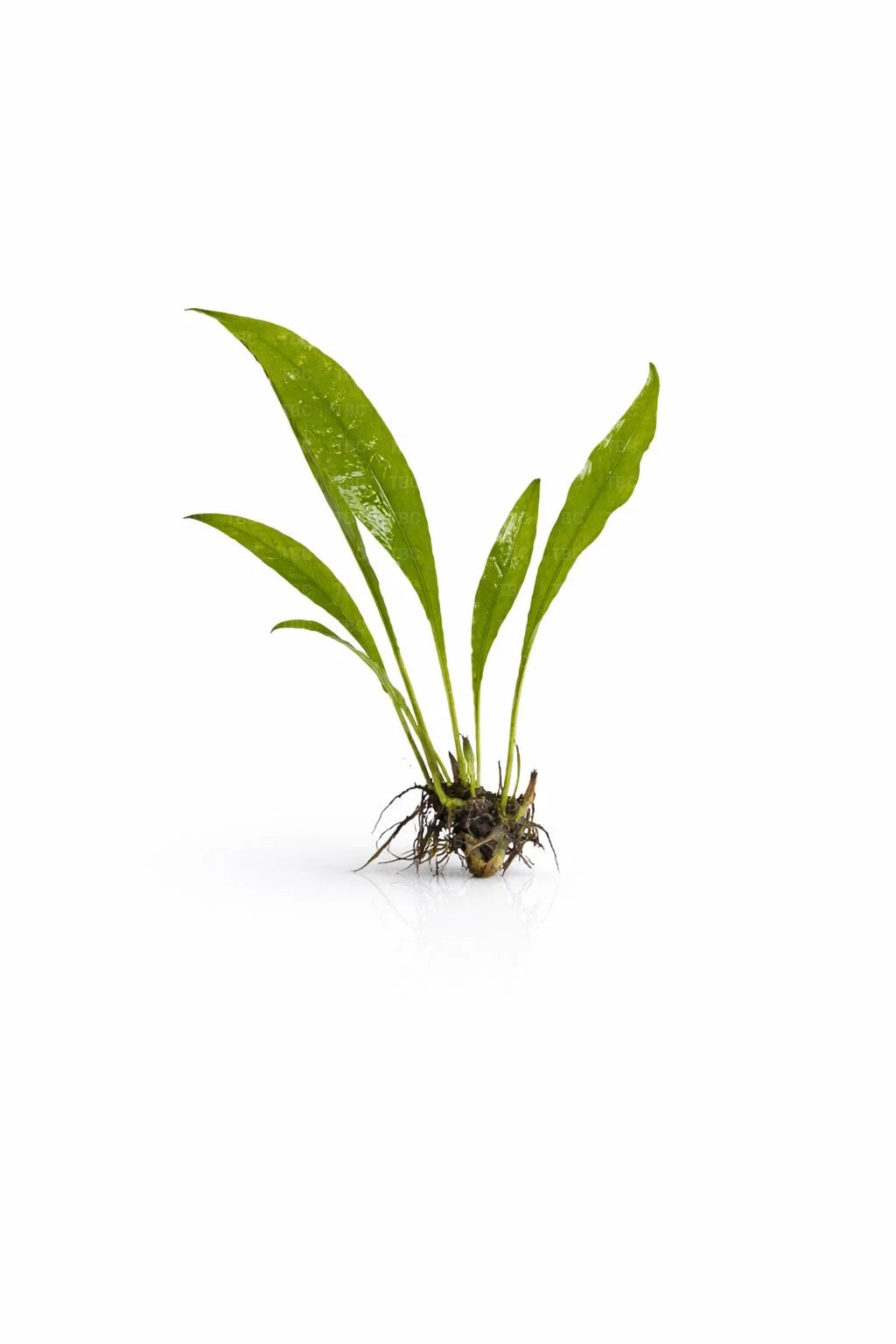 Microsorum pteropus (Broad Leaf Java Fern) - Medium