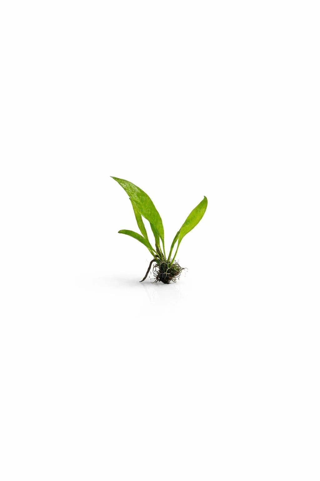 Microsorum pteropus (Broad Leaf Java Fern) - Small
