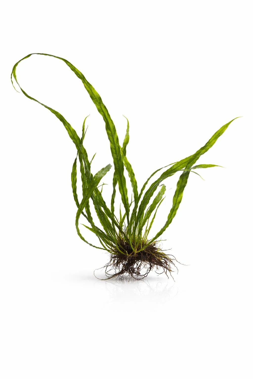 Microsorum pteropus (Needle Leaf Java Fern) - Large