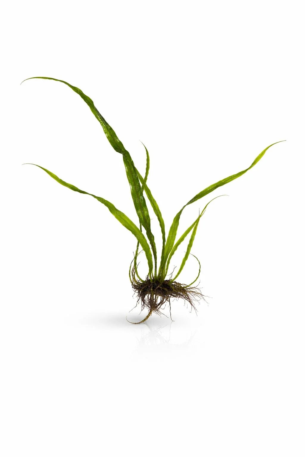 Microsorum pteropus (Needle Leaf Java Fern) - Medium