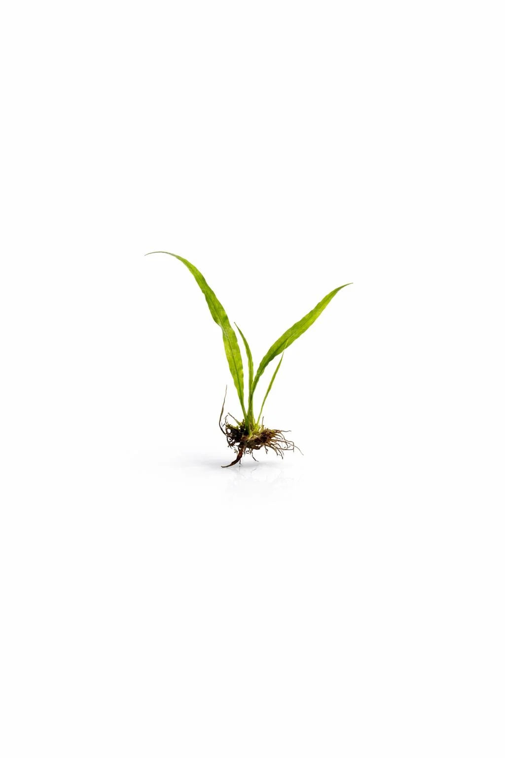 Microsorum pteropus (Needle Leaf Java Fern) - Small