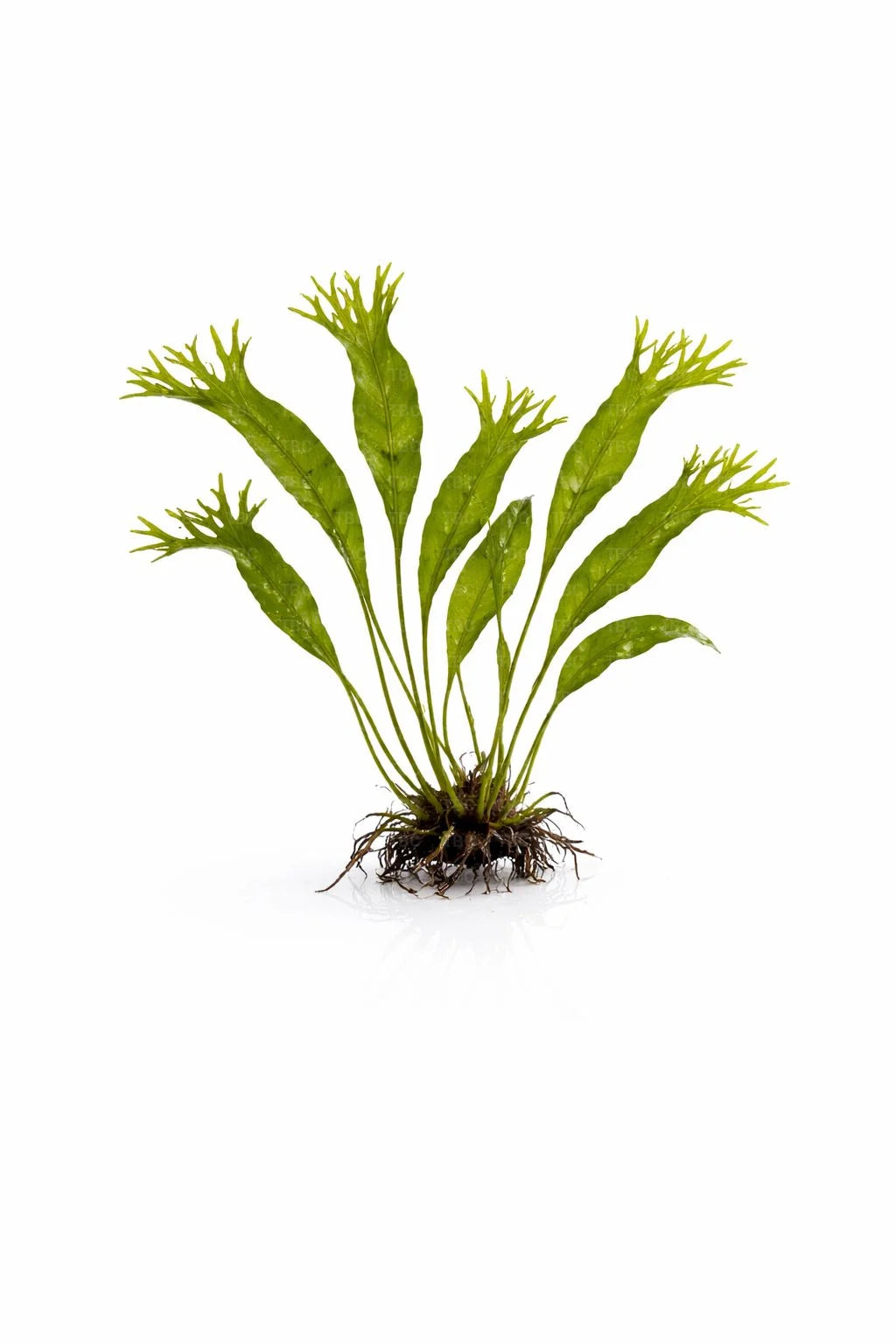 Microsorum pteropus (Windeløv Java Fern) - Large