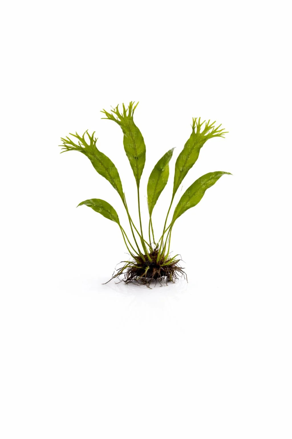 Microsorum pteropus (Windeløv Java Fern) - Medium