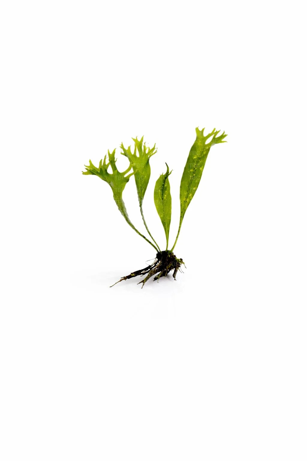 Microsorum pteropus (Windeløv Java Fern) - Small