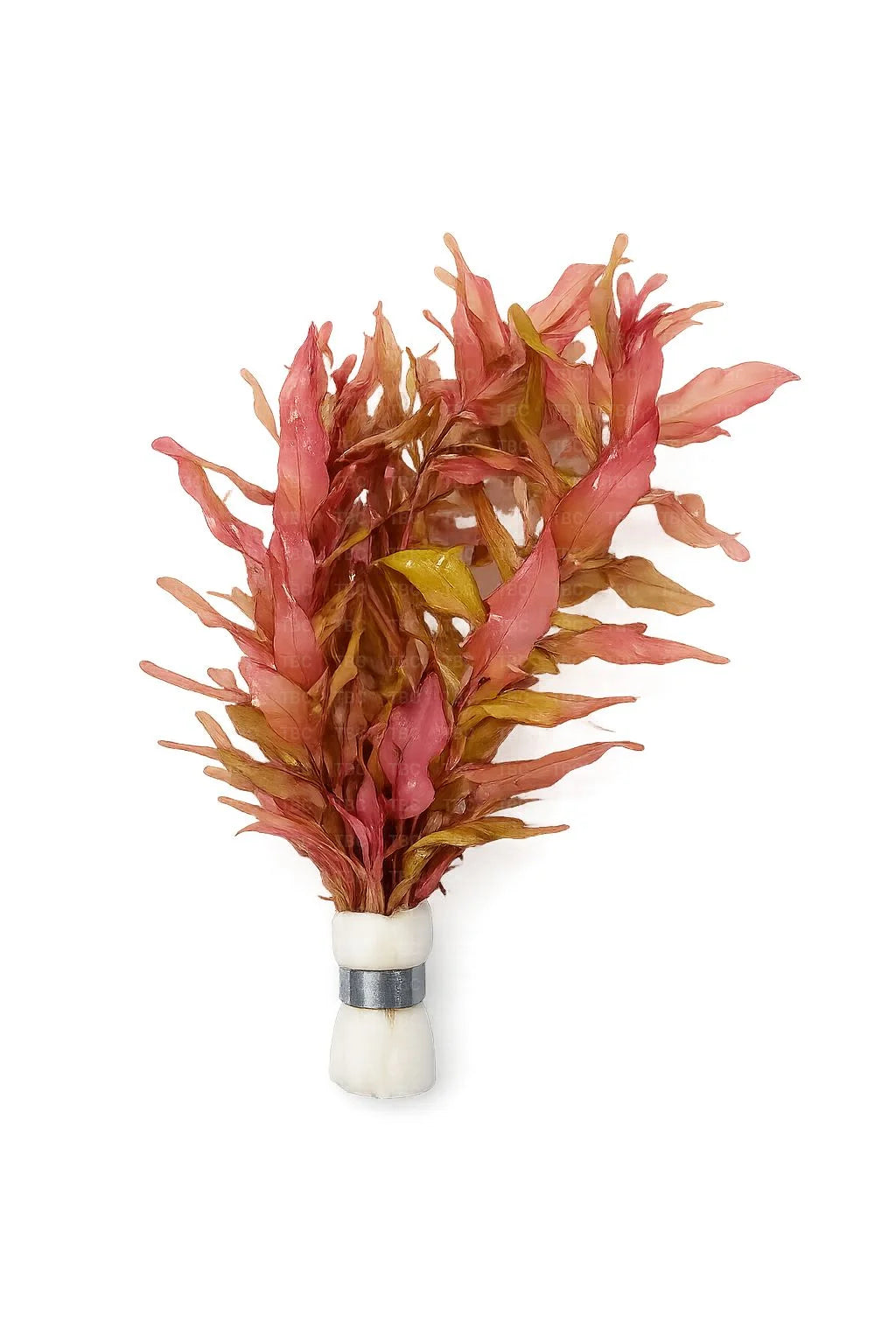 Rotala macrandra (Giant Red Rotala) - Submerged