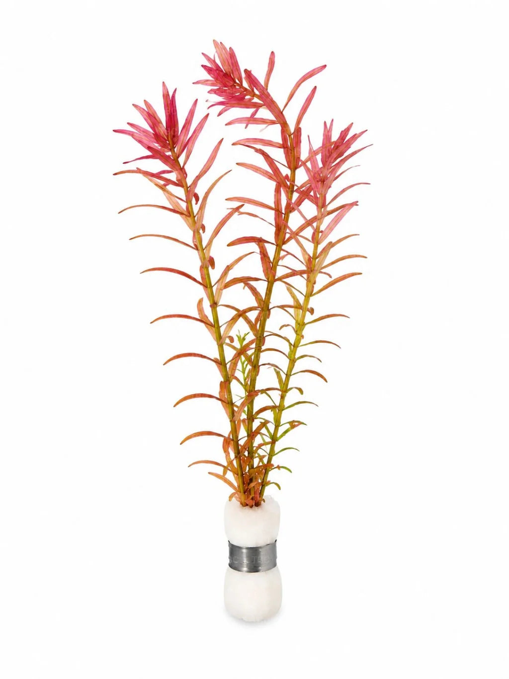 Rotala rotundifolia - Submerged