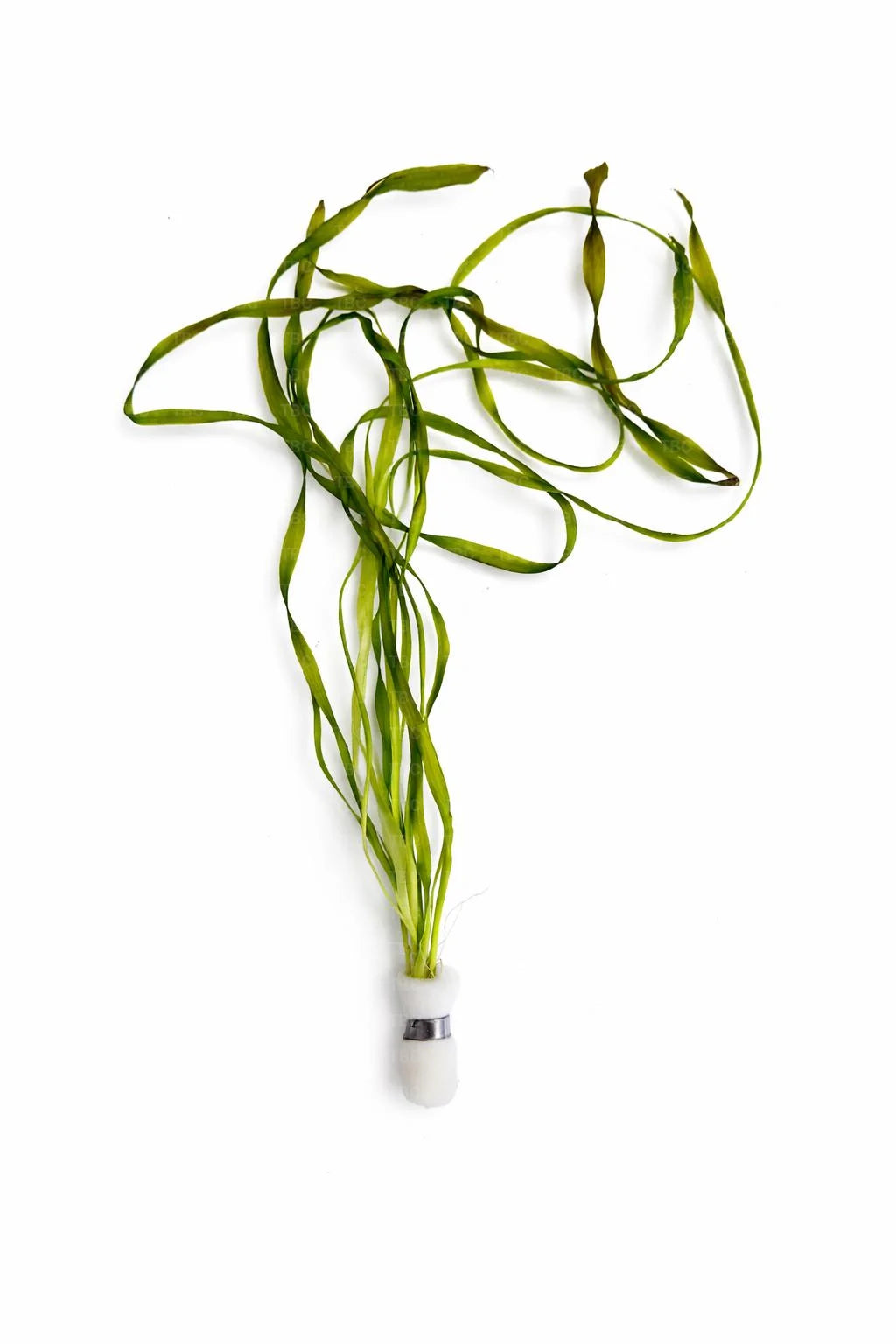 Vallisneria spiralis ‘Torta’ (Twisted Vallisneria)